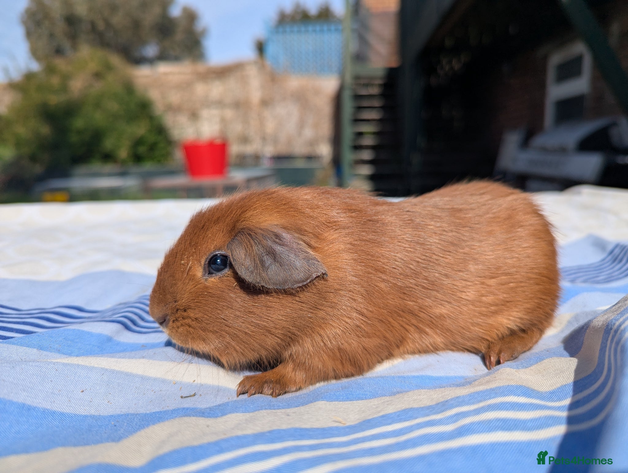 Guinea Pig rodents Golden Guinea Pigs for Sale - Advert 2