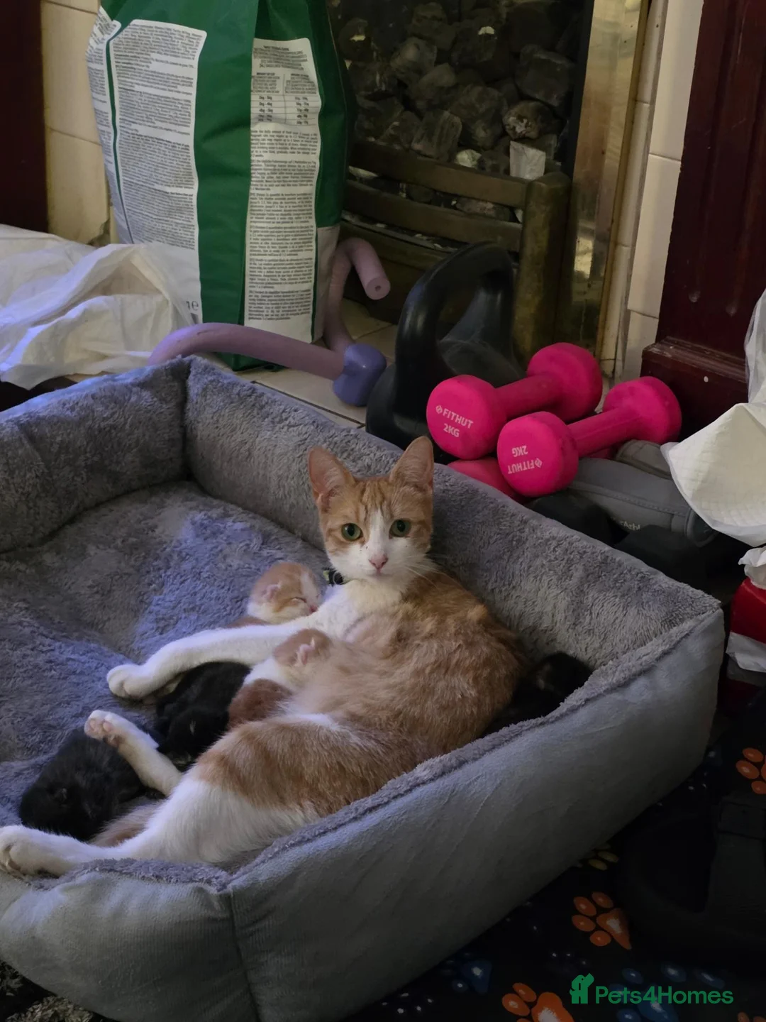 Mixed Breed cats for sale: Beautiful kittens looking for forever home - Advert 1
