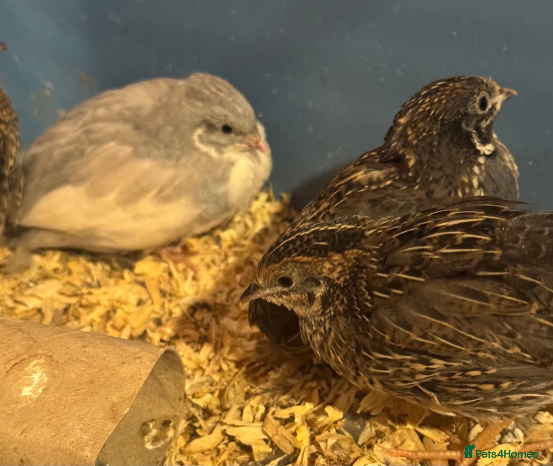 Quail poultry for sale: Beautiful button quail for sale - Advert 7