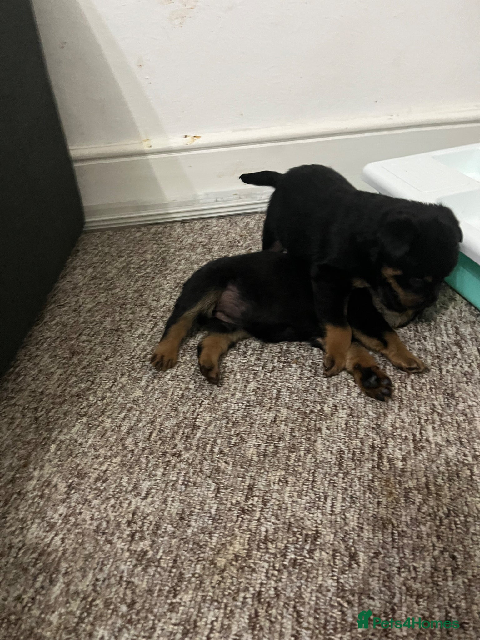 Rottweiler dogs for sale: Beautiful Chucky rottie pups - Advert 3