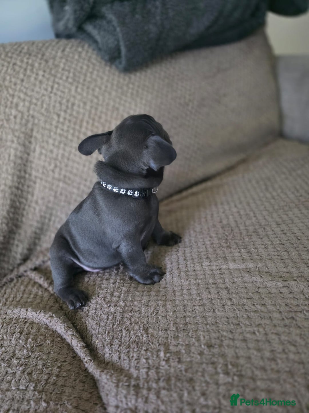 French Bulldog dogs for sale: French Bulldog Puppy 1 - My beautiful marlie French bull dog patcy  - Image 4