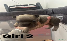 French Bulldog dogs for sale: French Bulldog Pups for sale - Image 4