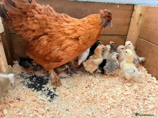 Chickens poultry Bantam hen with 15 chicks - Advert 1