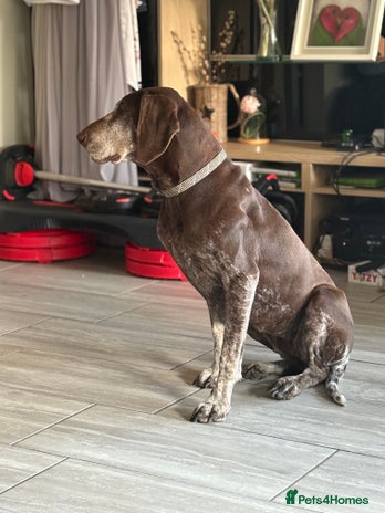 German Shorthaired Pointer dogs - Advert 13