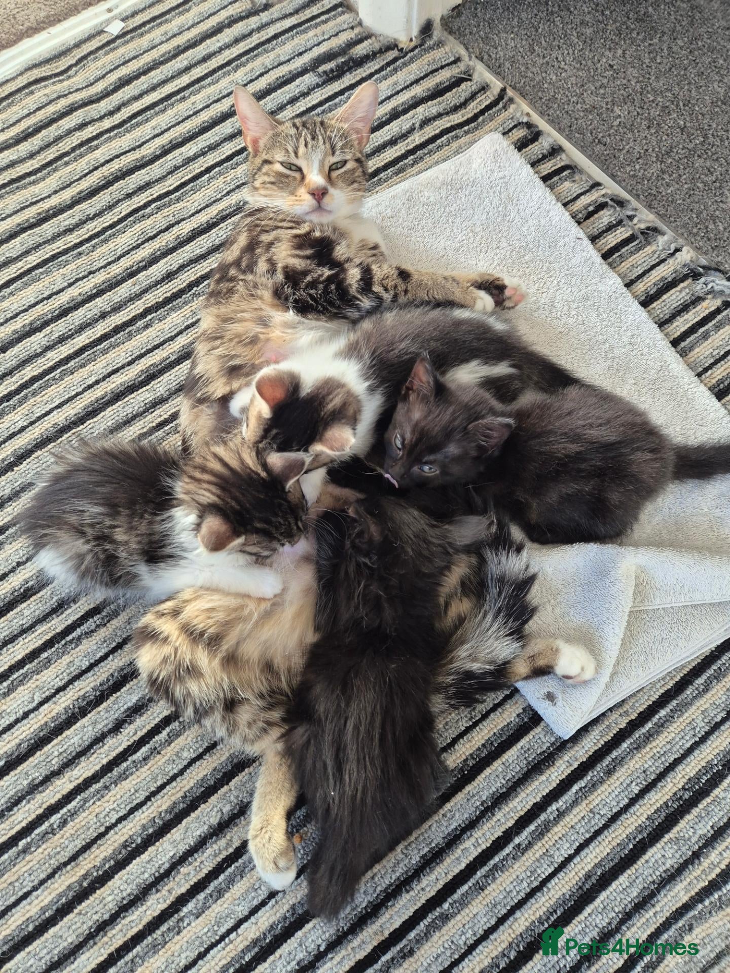 Mixed Breed cats 2 boys and 2 girls kitten - Advert 3