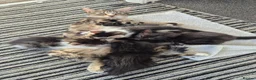 Mixed Breed cats for sale: 2 boys and 2 girls kitten in Stoke-on-Trent - Advert 1