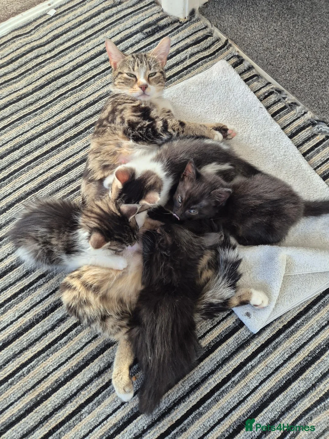 Mixed Breed cats for sale: 2 boys and 2 girls kitten in Stoke-on-Trent - Advert 1