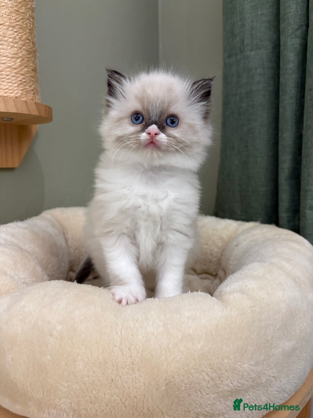 Ragdoll cats for sale: Gccf ragdolls ready 12th Jan  - Advert 10
