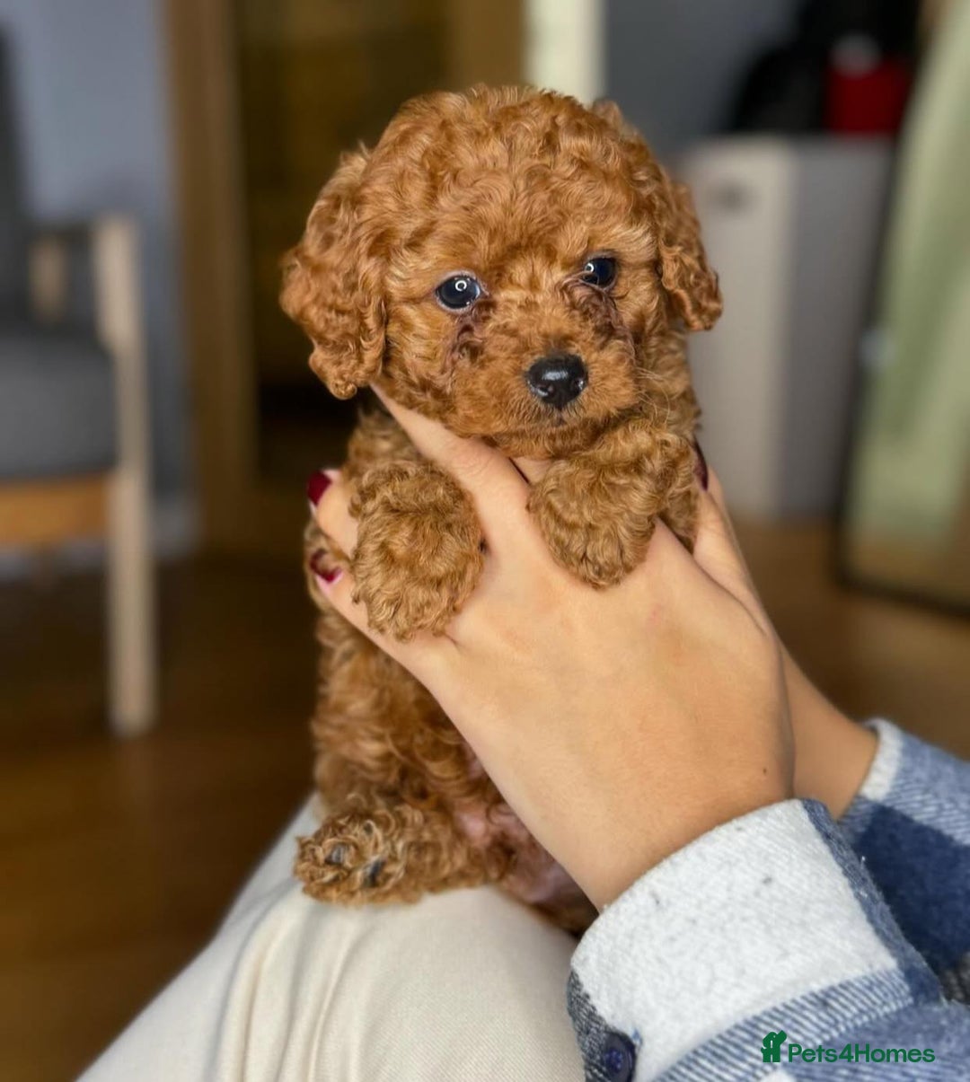 Maltipoo dogs for sale: Gorgeous Toy Maltipoo Puppies! - Image 14