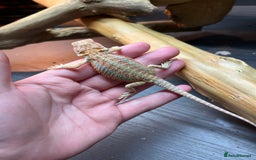 Bearded Dragon reptiles for sale: Baby Bearded Dragon Ready To Go !!!🍊🦎💙 - Image 5