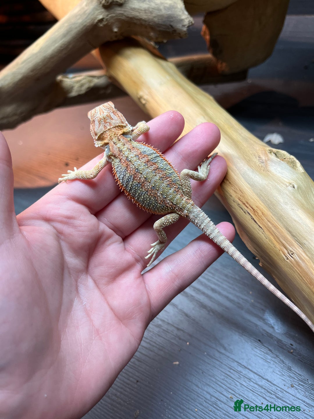 Bearded Dragon reptiles for sale: Baby Bearded Dragon Ready To Go !!!🍊🦎💙 - Image 5