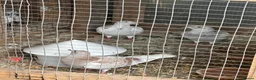 Pigeons birds for sale: Racing pigeons  in Bolton - Advert 2