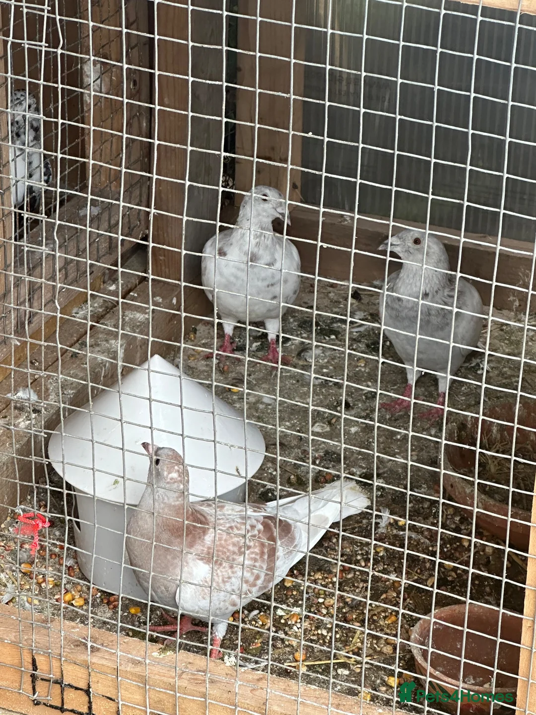 Pigeons birds for sale: Racing pigeons  in Bolton - Advert 2