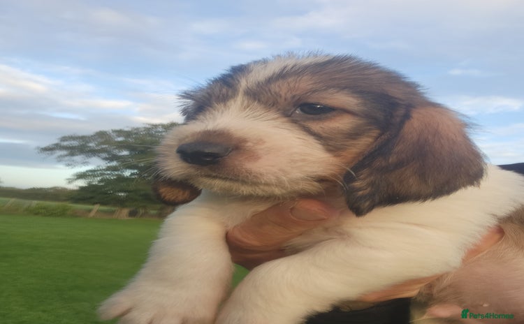Basset Griffon Vendeen dogs - Advert 1