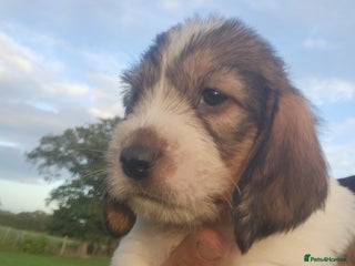 Basset Griffon Vendeen dogs - Advert 2