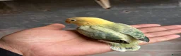 Lovebirds birds for sale: Beautiful baby and adult lovebird - Advert 7