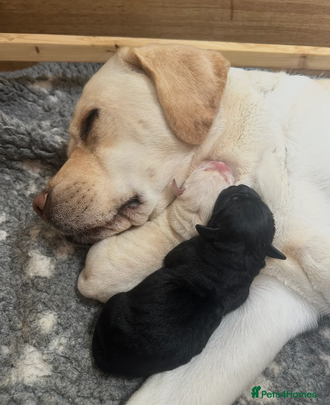 Labrador Retriever dogs for sale: Chunky Show Type Black Boy Labrador Puppy - Advert 2