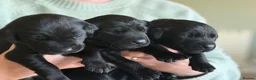 Labrador Retriever dogs for sale: KC registered Black Labrador puppies  in Harrogate - Advert 10