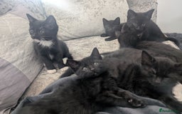 Mixed Breed cats for sale: Stunning black and ghost/black tabby kittens - Image 14