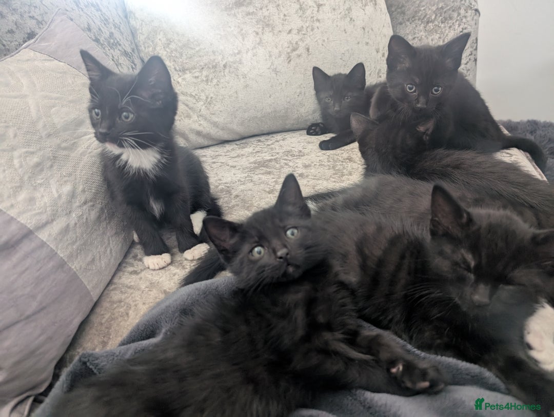 Mixed Breed cats for sale: Stunning black and ghost/black tabby kittens - Image 14