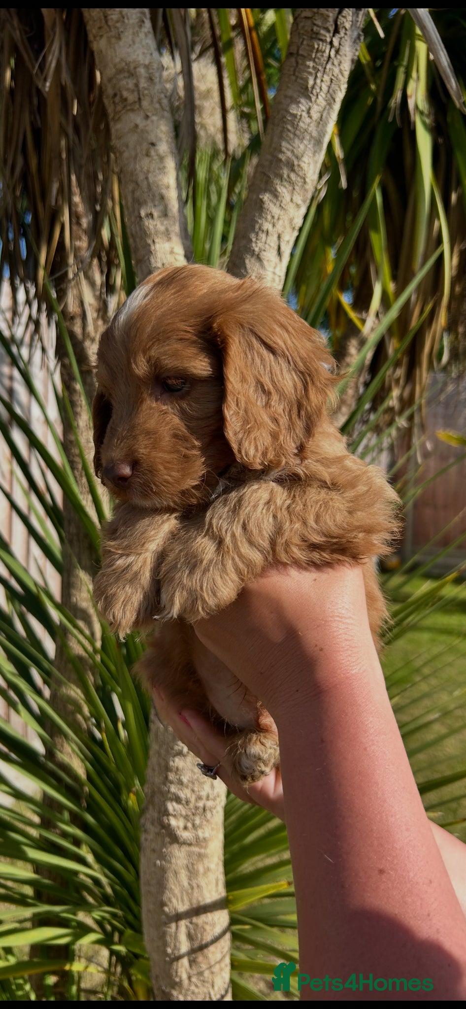Cockapoo dogs F1 cockapoo puppies  - Advert 2