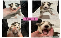 Siberian Husky dogs for sale: Beautiful Husky Pups  - Image 5