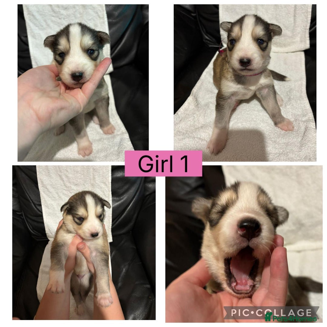 Siberian Husky dogs for sale: Beautiful Husky Pups  - Image 5