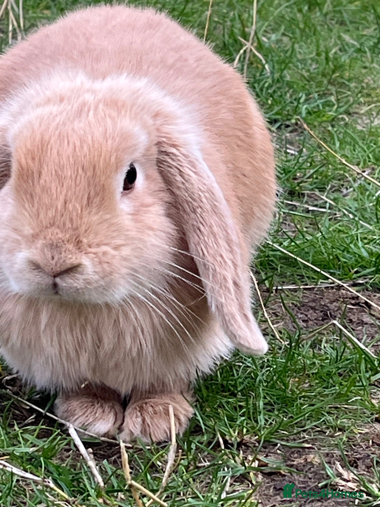 Mini Lop rabbits Mini Lop Lovely Bunny - Advert 1