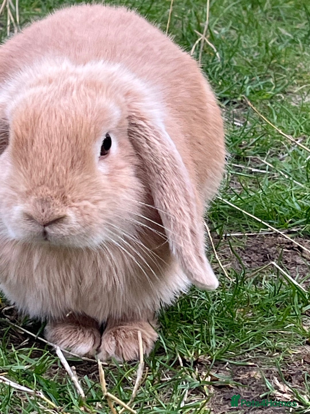 Mini Lop rabbits for sale: Mini Lop Lovely Bunny - Advert 1
