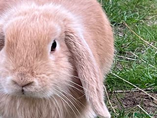 Mini Lop rabbits Mini Lop Lovely Bunny - Advert 9