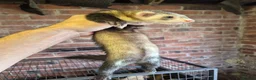 Ferret rodents for sale: Ferrets silver jills x2  - Advert 10