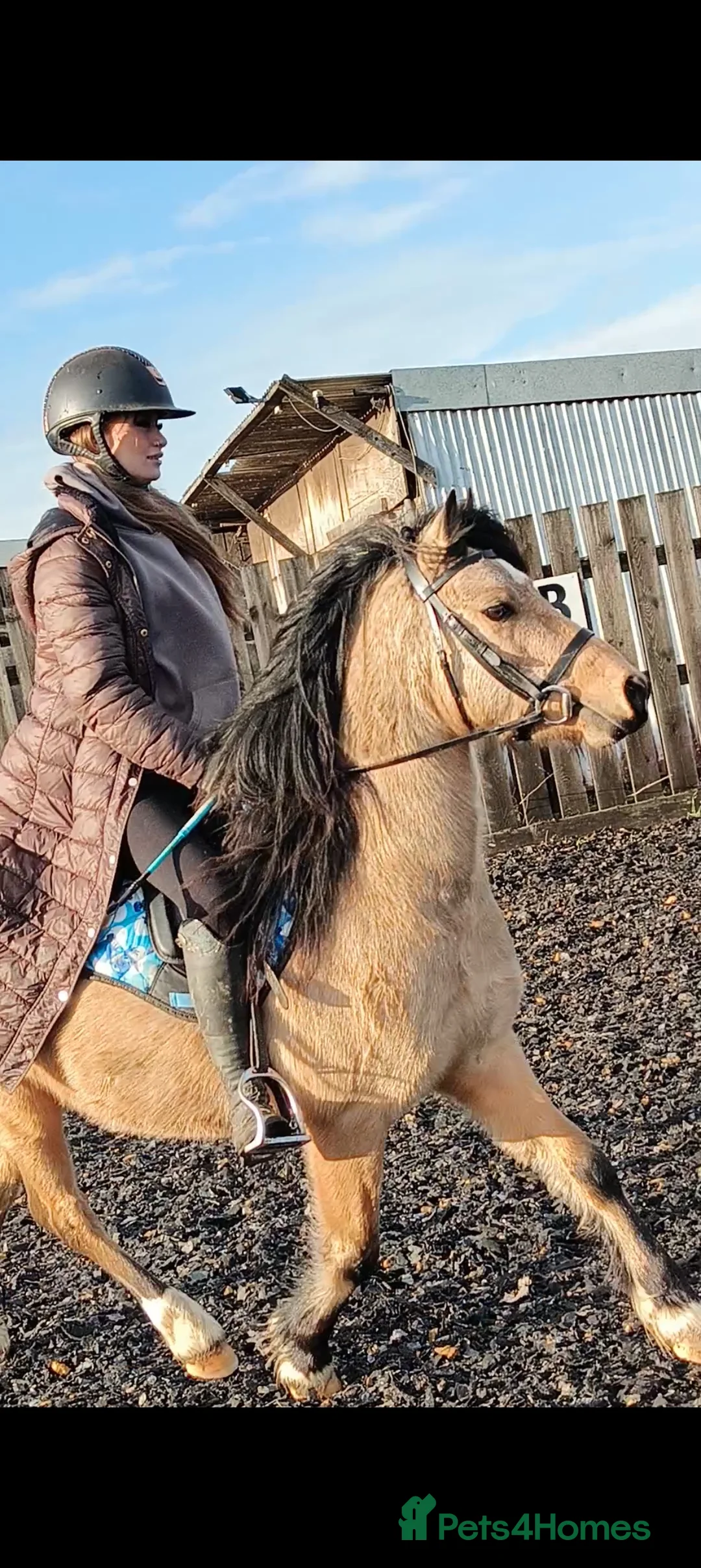 Welsh Section C horses for sale: Rising 4 registered Welsh C gelding  - Advert 3