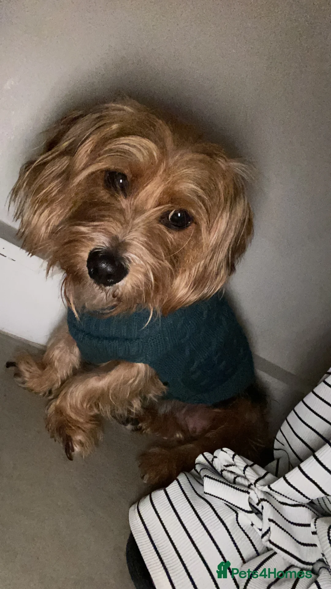 Mixed Breed dogs for sale: Dog seeking experienced loving home - Advert 3