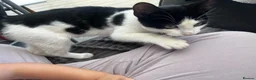 Mixed Breed cats for sale: Mixed cats - Advert 1