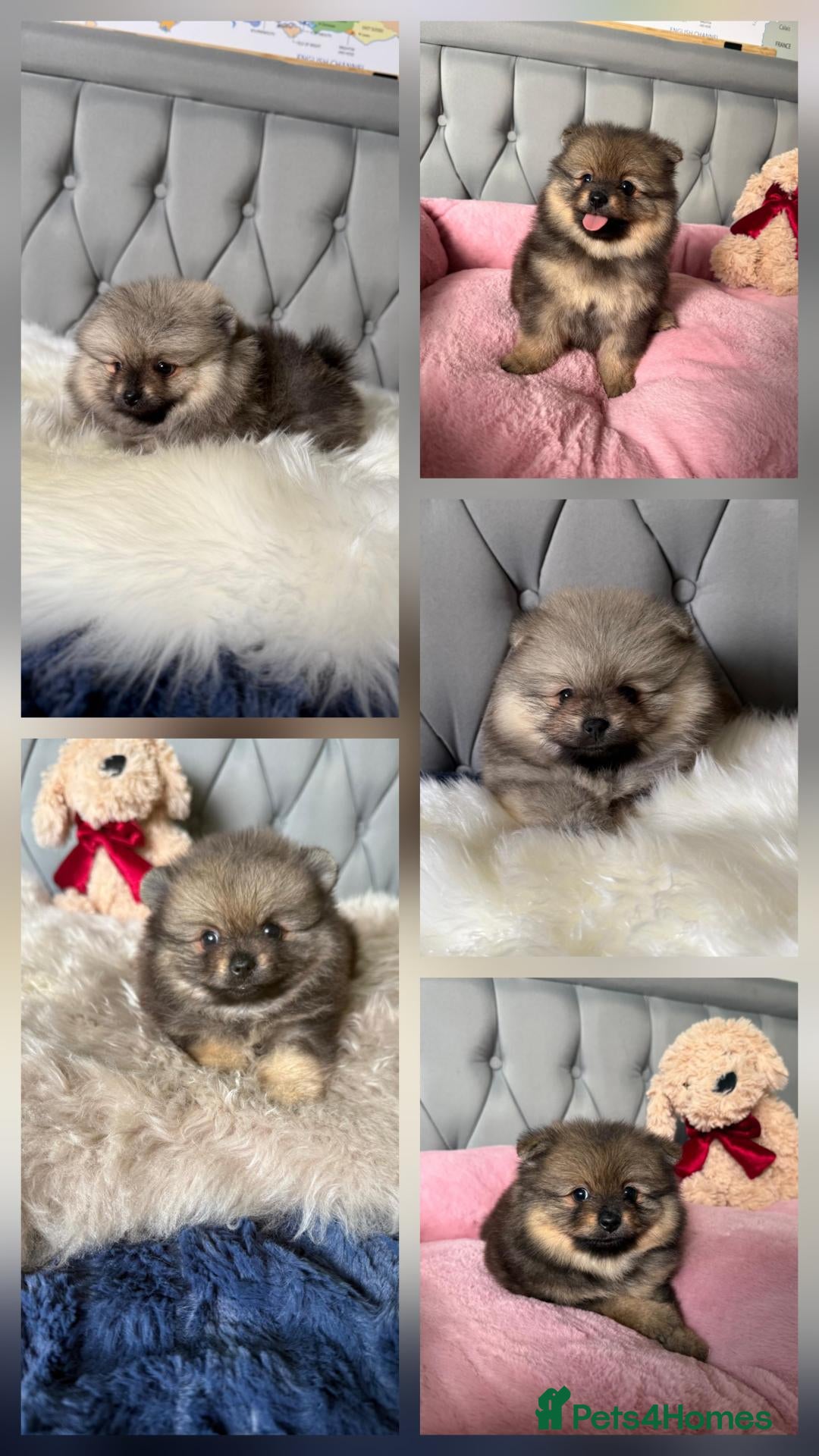Pomeranian dogs for sale: Wolf & Orange Sable Teddy Bear Pomeranian Puppies - Advert 1