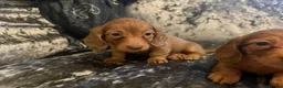 Miniature Dachshund dogs for sale: 3 Long hair mini dachshund puppies - Advert 5