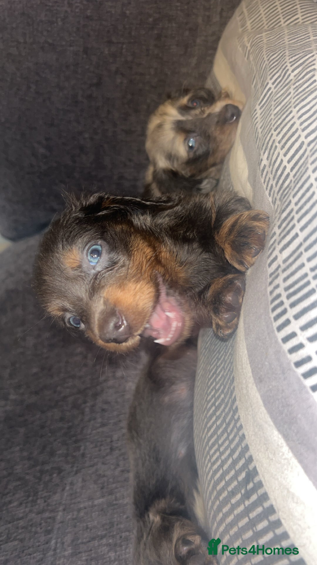 Dachshund dogs for sale:  dachshunds puppies  - Advert 6
