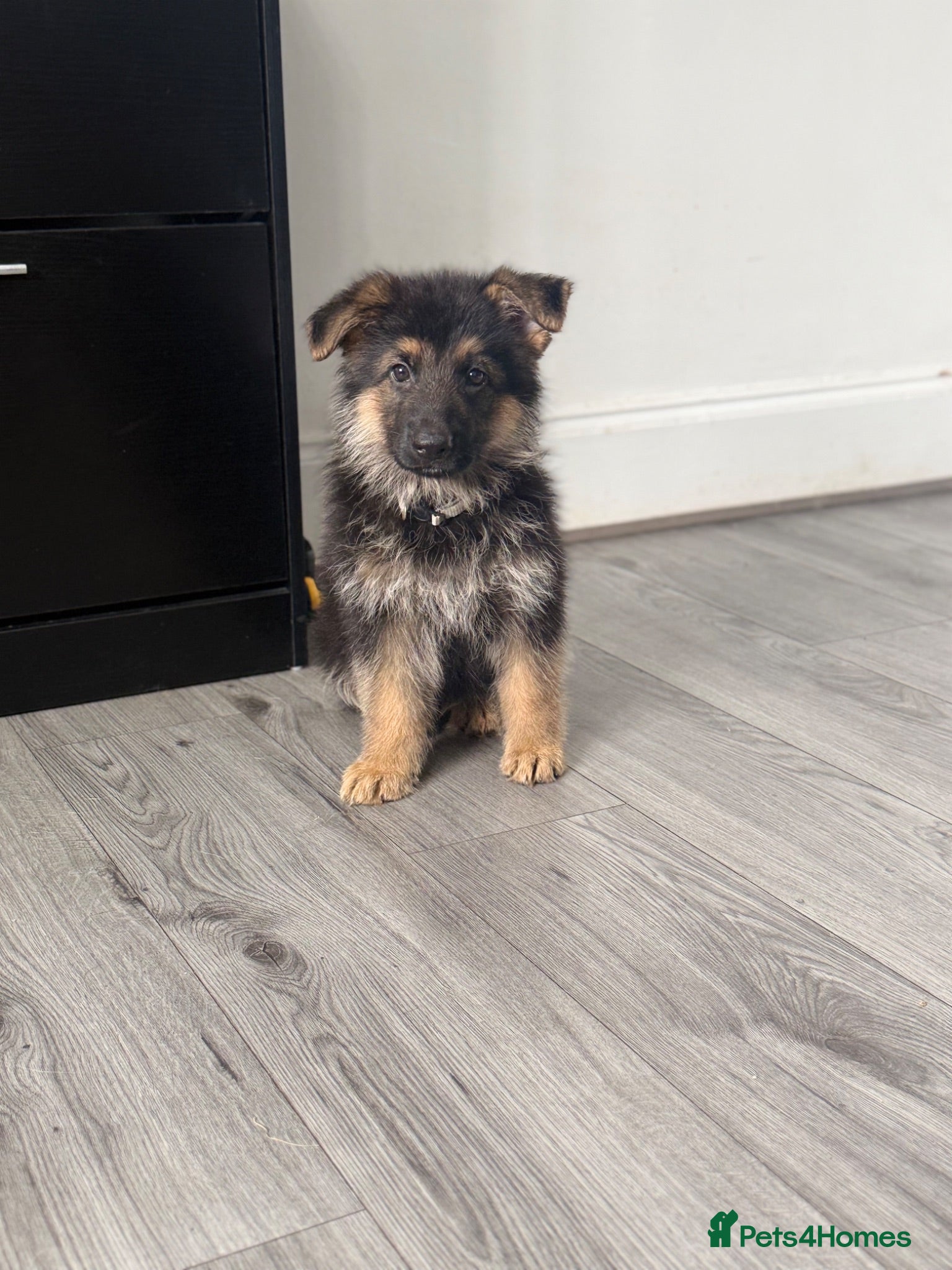 German Shepherd dogs German shepherd pups  - Advert 2