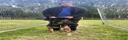 Mixed Breed dogs for sale: Dutch Herder top working lines - Advert 6