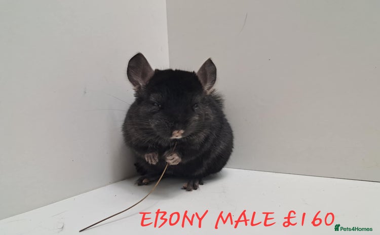 Chinchilla rodents - Advert 5