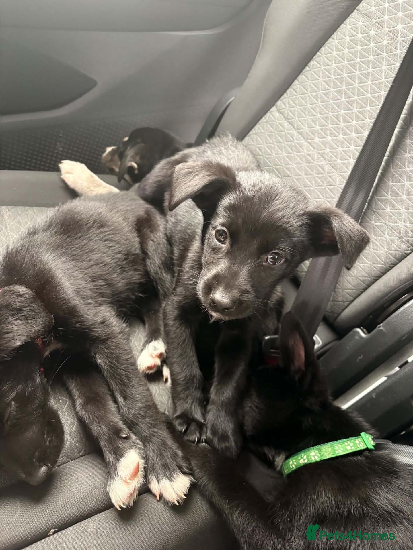 Mixed Breed dogs for sale: 7 huskadors all puppies now £700 - Advert 14