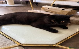 British Shorthair cats for sale: Black chunky boy 🖤🐈‍⬛ - Image 2