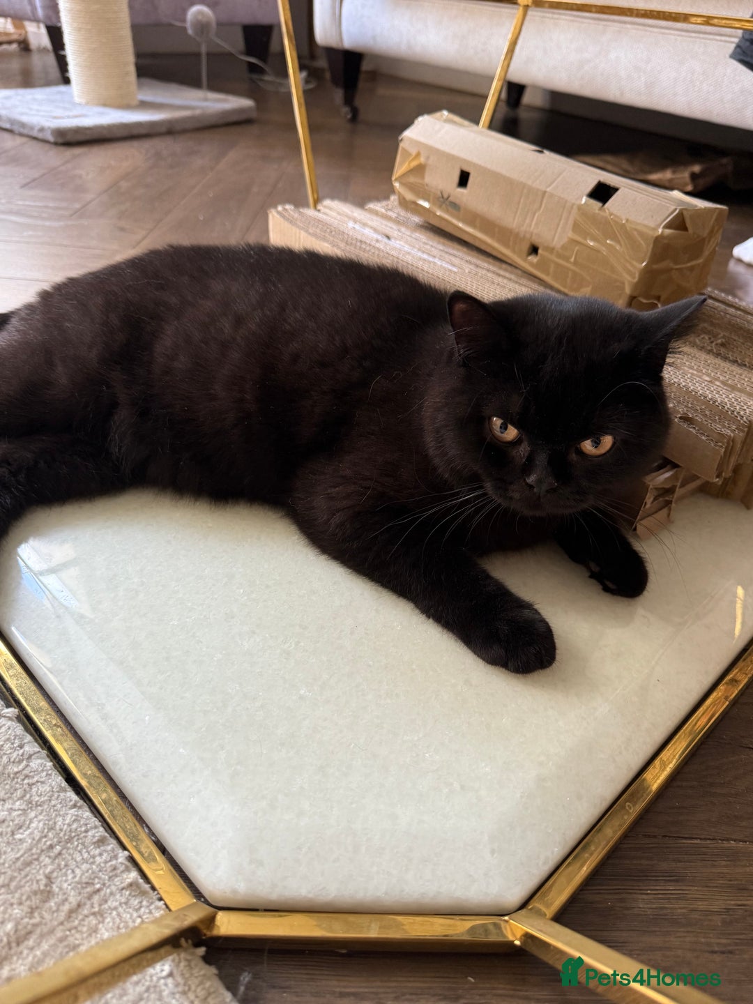 British Shorthair cats for sale: Black chunky boy 🖤🐈‍⬛ - Image 2