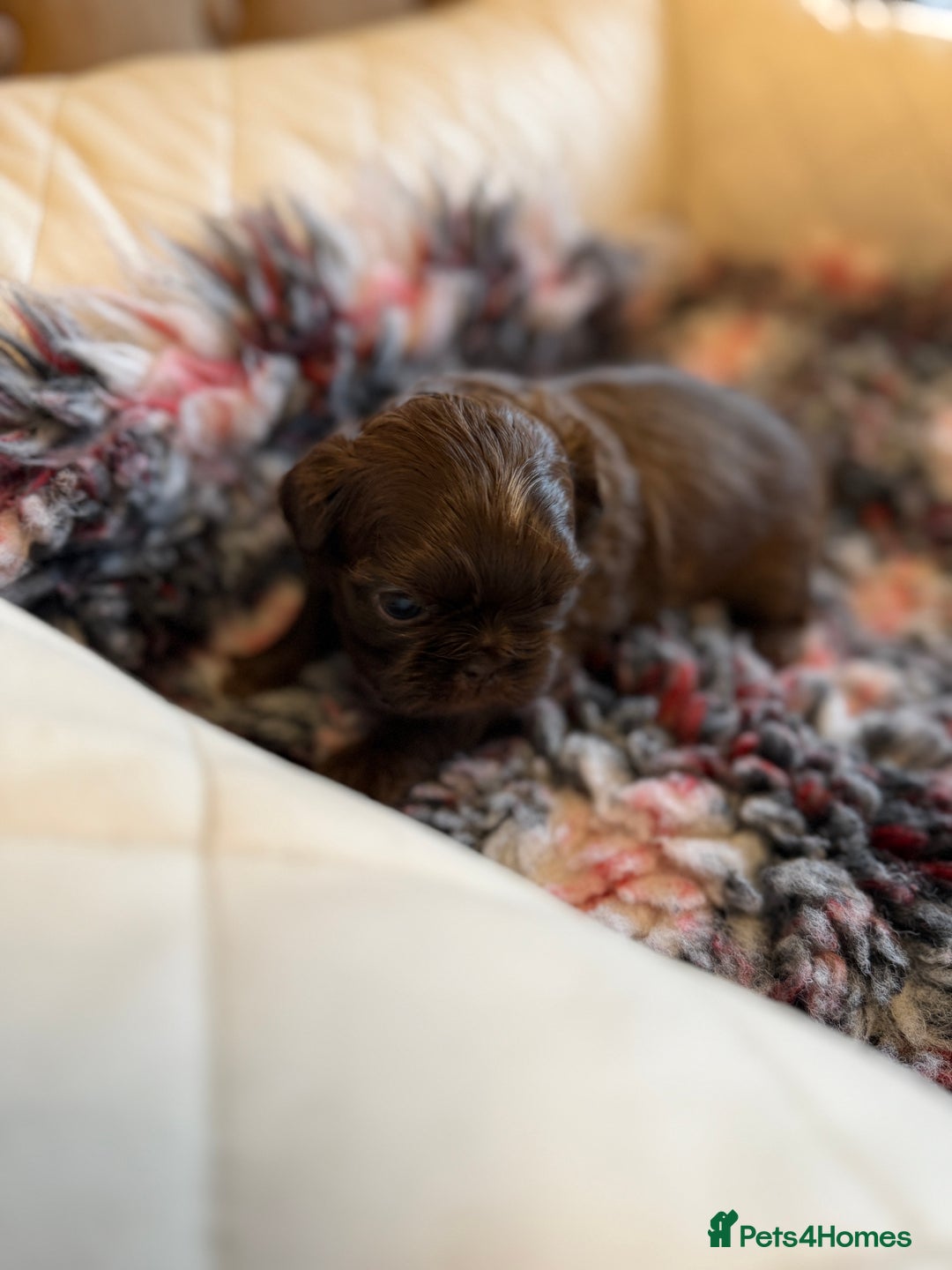 Shih Tzu dogs for sale: IMPERIAL CHOCOLATE SHIHTZU. - Advert 13