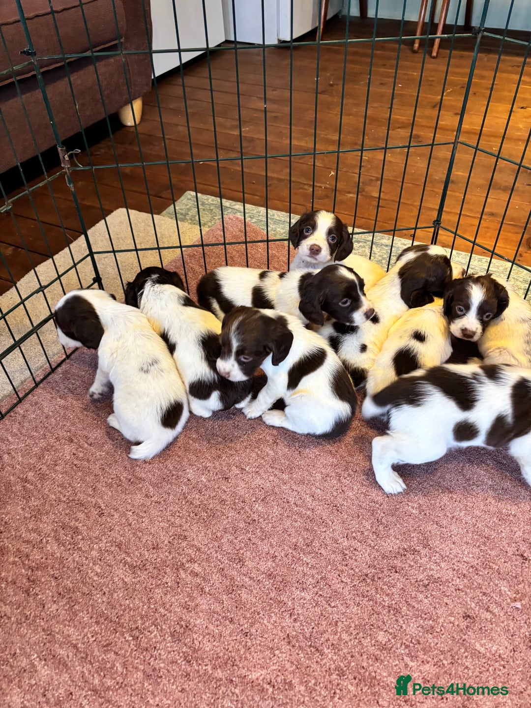 English Springer Spaniel dogs for sale: Beautiful Springer spaniel puppies  - Image 9