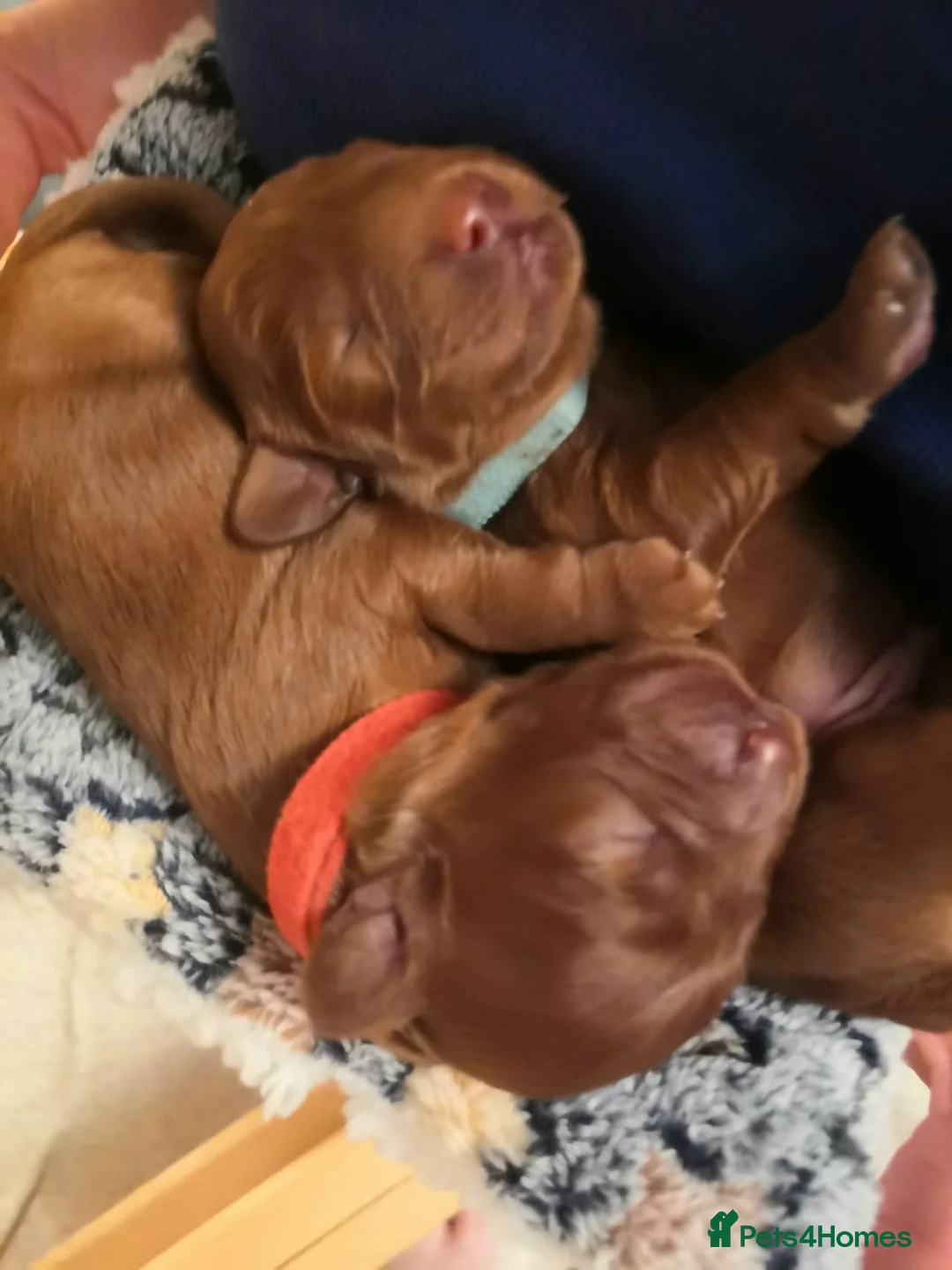 Cavapoo dogs for sale:  Cavapoo  - Advert 18