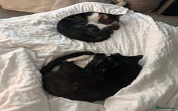 British Shorthair cats for sale: Two male 1 year olds  - Image 1