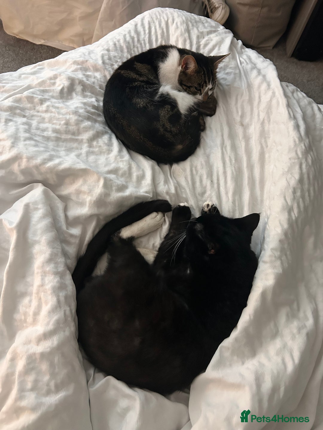 British Shorthair cats for sale: Two male 1 year olds  - Image 1