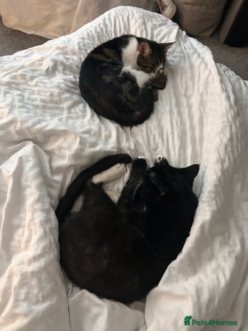 British Shorthair cats - Advert 11