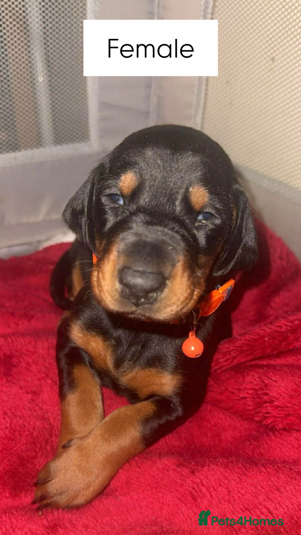 Dobermann dogs Top quality Doberman puppies  - Advert 1